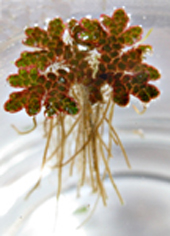 azolla rubra