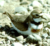 b dotterel