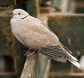 barbary dove