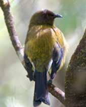 bellbird