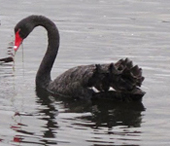 b swan