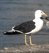 b billed gull