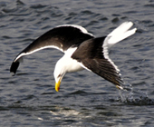 bb gull