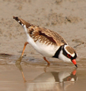 bf dotterel