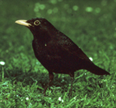 blackbird