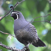 cal quail