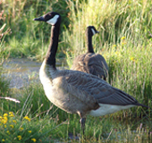 canada goose
