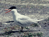 caspian tern