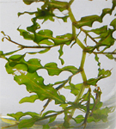 curly leaf pondweed