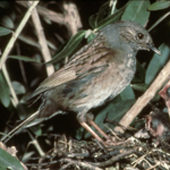 dunnock