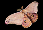 emporor gum moth
