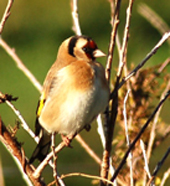 goldfinch