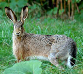 hare