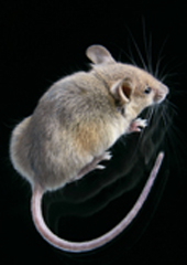 mouse