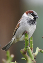 house sparrow