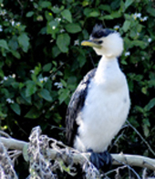 little shag