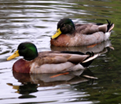 mallard duck
