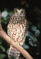 morepork
