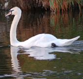 mute swan