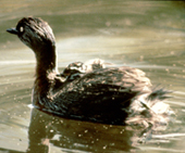 dabchick