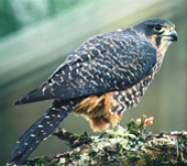 NZ Falcon