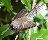 pied fantail