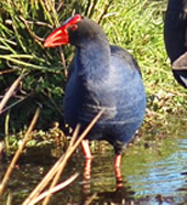 pukeko
