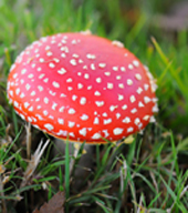 red toadstool