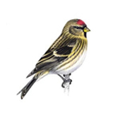 redpoll