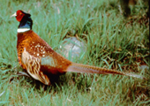 pheasant