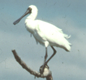 royal spoonbill