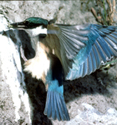 kingfisher
