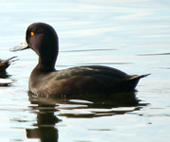 scaup