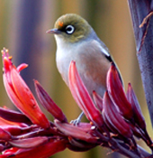 silvereye