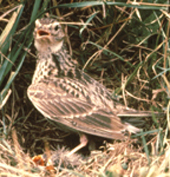 skylark