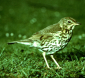 song thrush