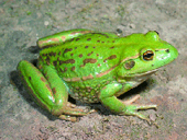 southern bell frog