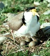 sw plover