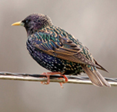 starling