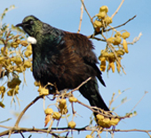 tui