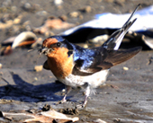 welcome swallow