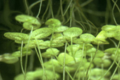 duckweed