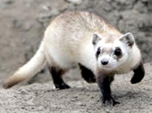 ferret