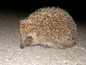 hedgehog