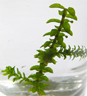 lakeweed