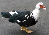 mucsovy duck