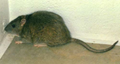 norway rat