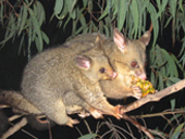 possum