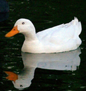 pekin duck