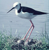 pied stilt